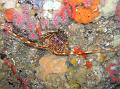 Langouste et Corail rouge